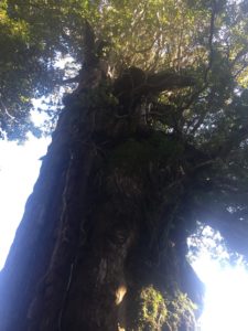 樹齢三千年クラスの杉２
