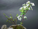 苔盆アップ